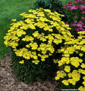 Upright yarrow with flat clusters of bright yellow flowers over gray-green feathery leaves