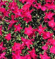 Compact dianthus covered in scarlet flowers with white edges and white centers