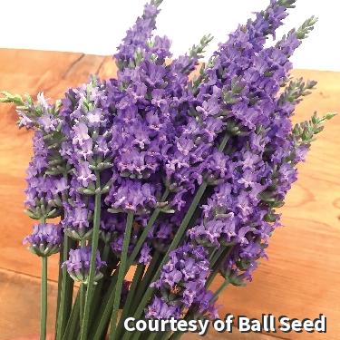 Mound of silvery foliage with large purple lavender flower spikes