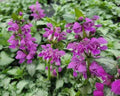 Low groundcover with silvery green-edged leaves and orchid-pink hooded flowers