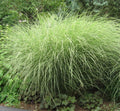 Vase-shaped clump of very fine green and white variegated grass blades with pale plumes