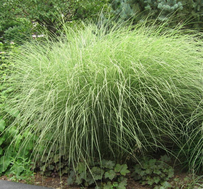Maiden Grass 'Morning Light'