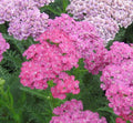 Yarrow with flat clusters of rose-pink flowers above ferny green leaves