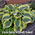 Hosta with thick blue-green leaves edged by a very wide creamy yellow margin