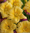 Daylily with large lightly ruffled canary-yellow flowers