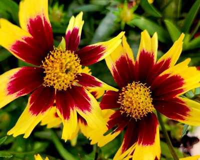 Tickseed 'Super Star'