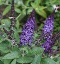 Compact butterfly bush with thick true-blue flower spikes