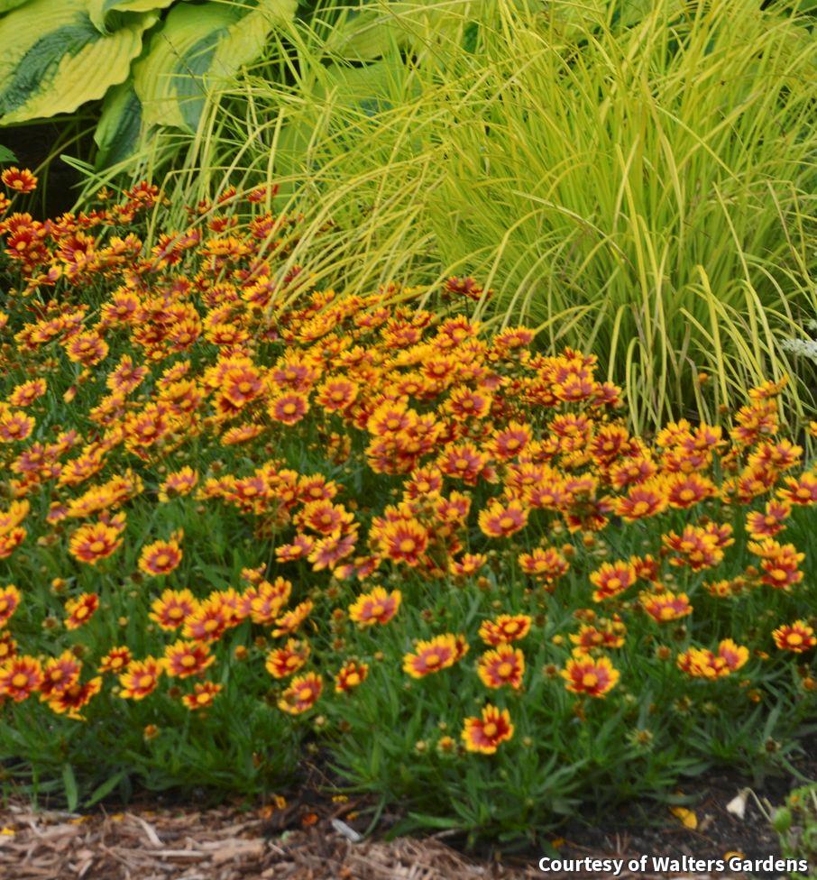 Compact mound of fine foliage covered in golden-yellow daisy flowers with red-orange centers