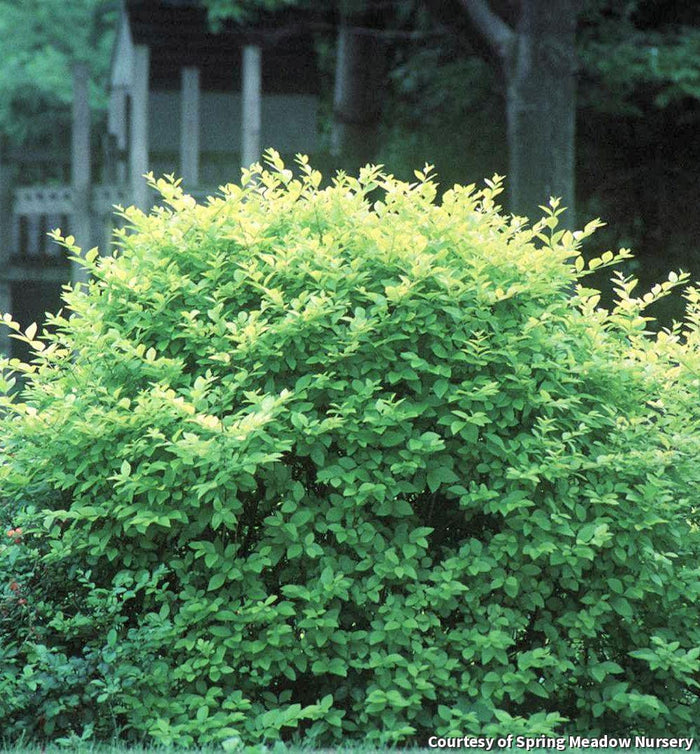 Vicary Golden Privet