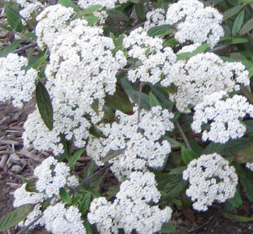 Large rounded shrub with glossy dark green leaves and clusters of creamy white flowers