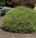 Round globe-shaped evergreen shrub with soft, lacy bright green foliage