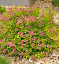 Low spreading shrub with gold leaves, red-tipped new growth and pink flower clusters
