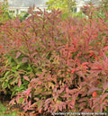 Arching shrub with drooping fragrant white flower spikes