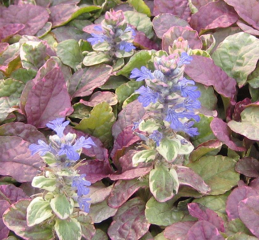 Low mat of ajuga with cream, pink and burgundy variegated leaves and blue flower spikes