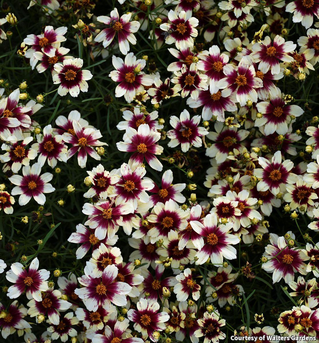 Mound of fine-leaved tickseed covered in small flowers with red centers and creamy white tips