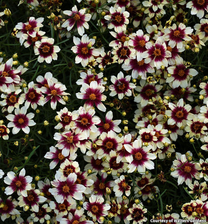 Tickseed Sizzle & Spice® 'Red Hot Vanilla'