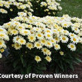 Large daisies with buttery yellow to creamy white petals and yellow centers