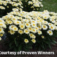 Shasta Daisy 'Banana Cream II'