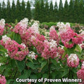 Large shrub with cone-shaped flower heads that are white at the tips and pink at the base