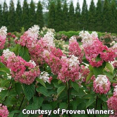 Large shrub with cone-shaped flower heads that are white at the tips and pink at the base