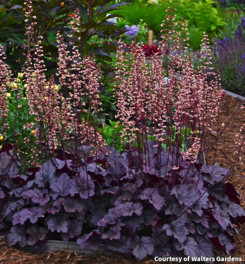 Mound of ruffled grape-purple heuchera leaves with a silvery overlay