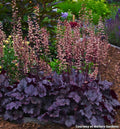 Mound of ruffled grape-purple heuchera leaves with a silvery overlay