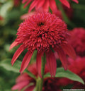 Coneflower with deep cranberry-red petals and a fluffy double center