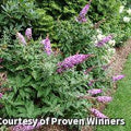 Compact butterfly bush with full-size spikes of rich pink flowers with tiny orange eyes