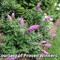 Compact butterfly bush with full-size spikes of rich pink flowers with tiny orange eyes