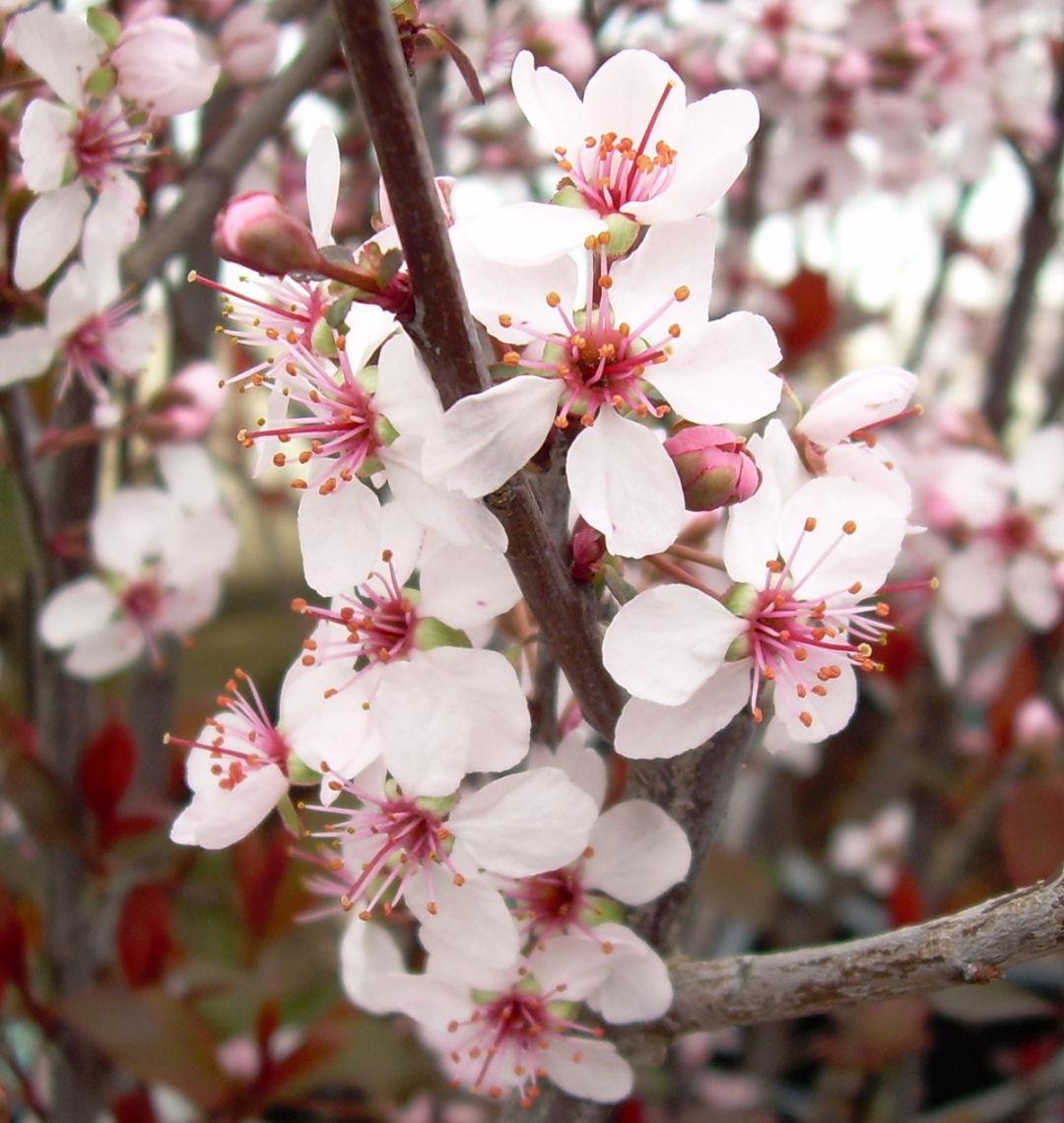 Shrub with reddish-purple leaves and small pale pink-white flowers