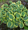 Miniature hosta with small round blue-green leaves with creamy yellow edges