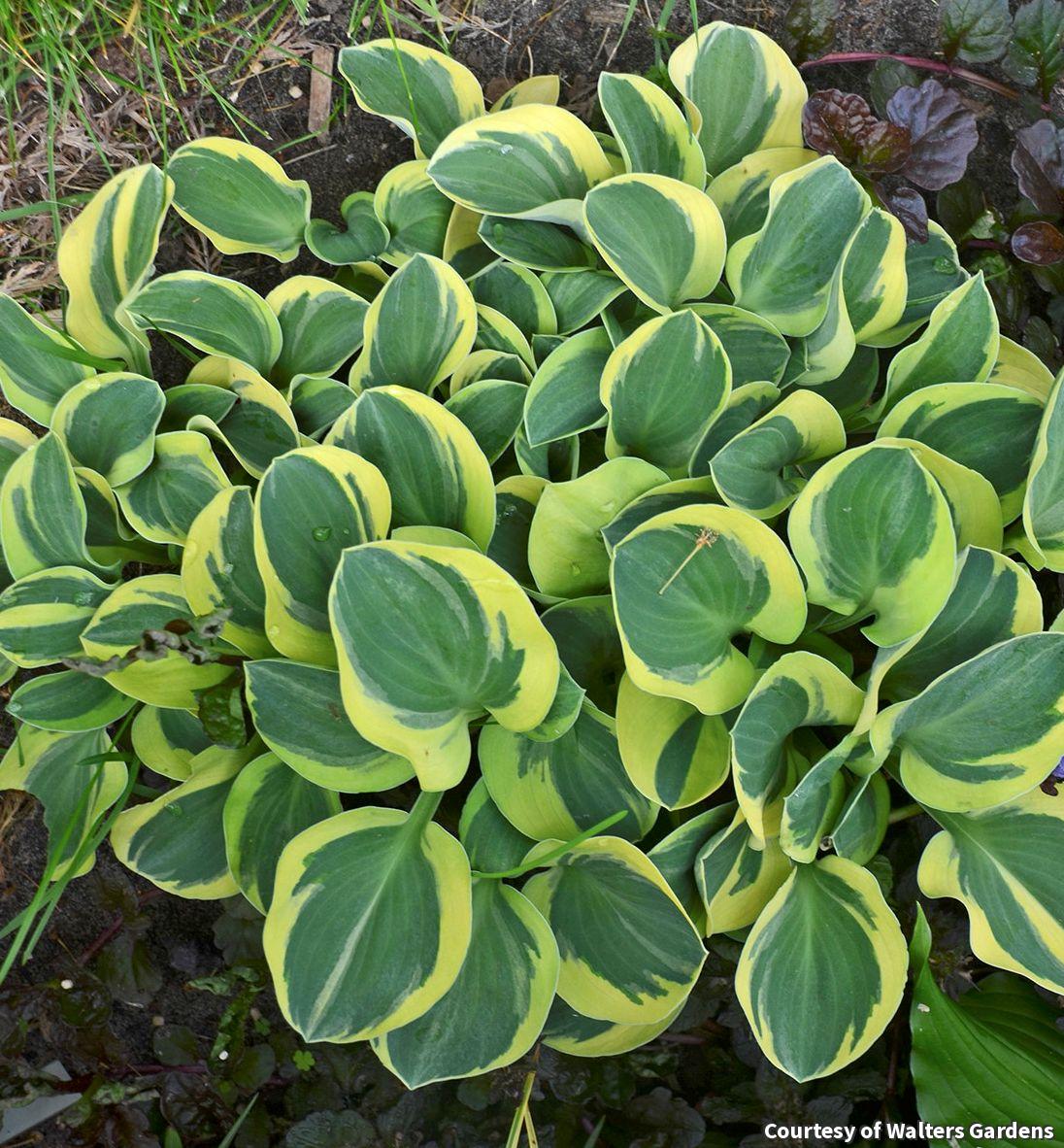 Miniature hosta with small round blue-green leaves with creamy yellow edges