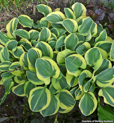 Hosta 'Mighty Mouse'