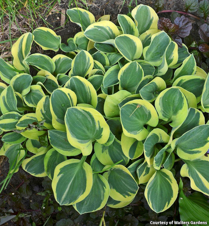 Hosta 'Mighty Mouse'