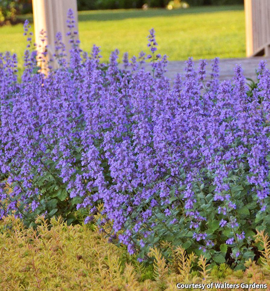 Neat rounded mound of gray-green foliage covered in lavender-blue flower spikes