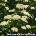 Rounded shrub with glossy green leaves and flat clusters of creamy white flowers