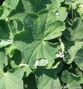 Lady's mantle with rounded scalloped gray-green leaves and sprays of tiny chartreuse flowers