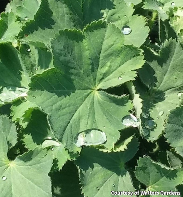 Lady's Mantle 'Thriller'