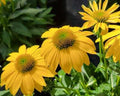 Coneflower with large lemon-yellow petals around an orange-brown center cone