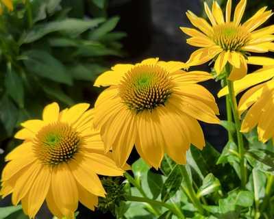 Coneflower Sombrero® Lemon Yellow