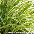 Low cascading mound of narrow grass-like leaves with creamy white centers and dark green edges