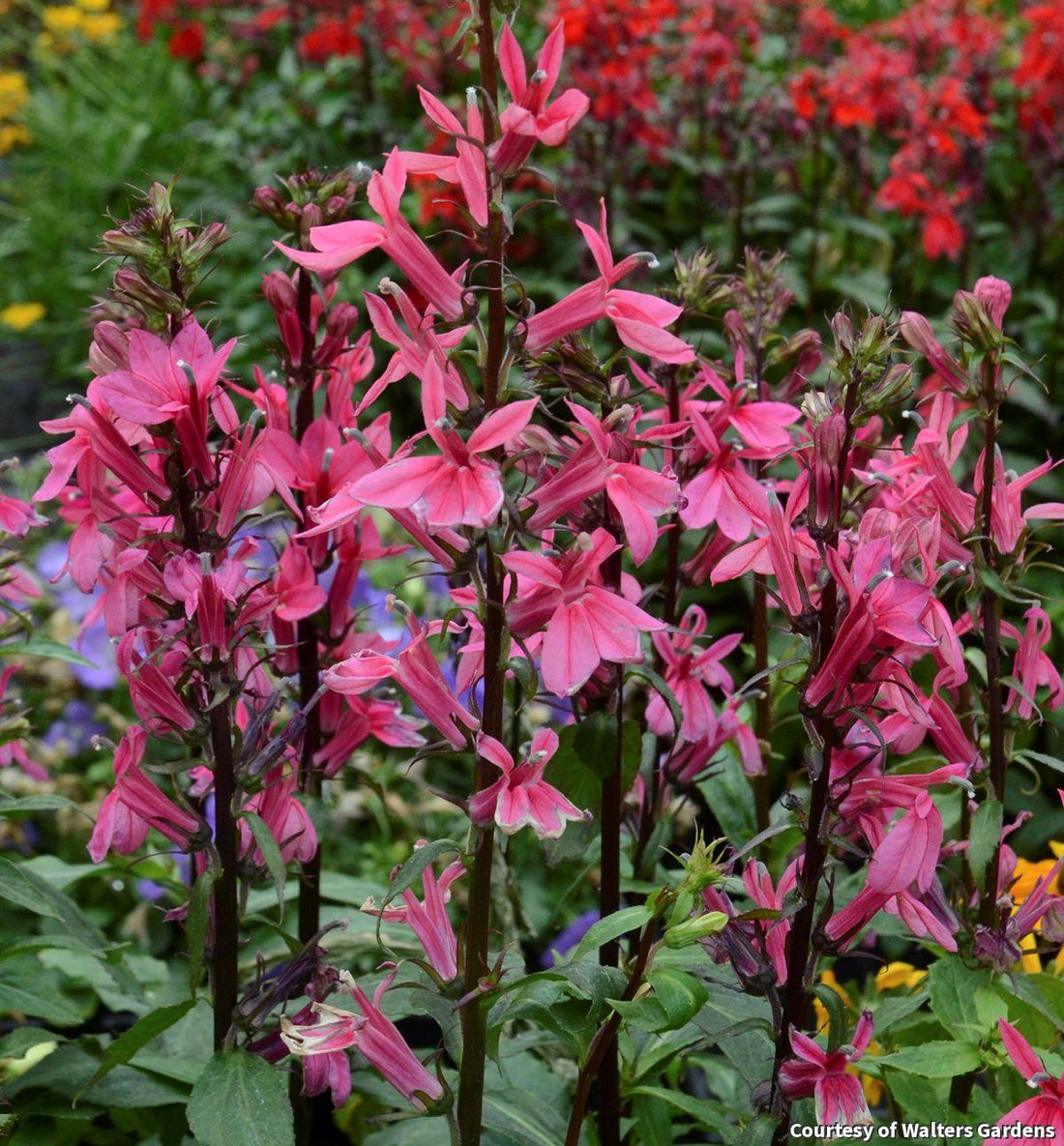 Upright spikes of deep rose-pink tubular flowers on sturdy green stems