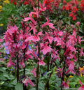 Upright spikes of deep rose-pink tubular flowers on sturdy green stems