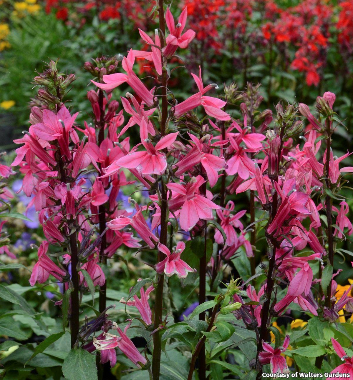 Upright spikes of deep rose-pink tubular flowers on sturdy green stems