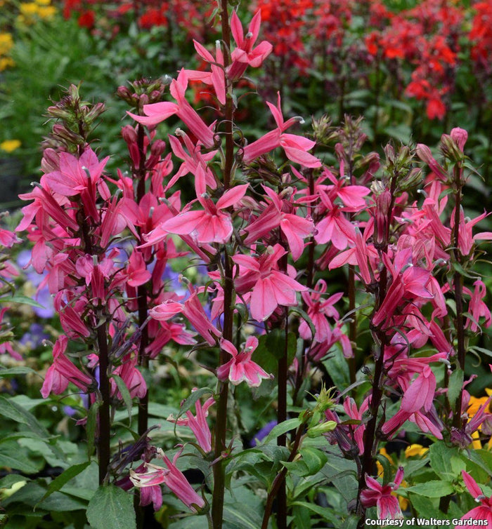 Cardinal Flower 'Starship Deep Rose'