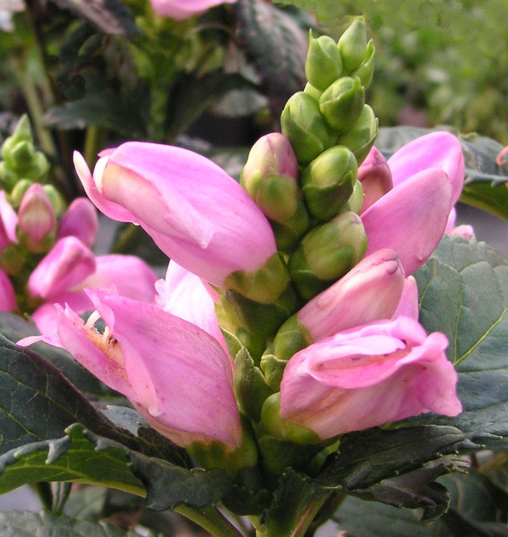 Turtlehead with clusters of hooded pink flowers atop stems of glossy dark green leaves