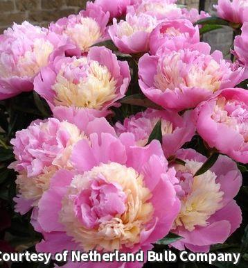 Double peony flower with layers of pink outer petals and a band of ruffled ivory petals