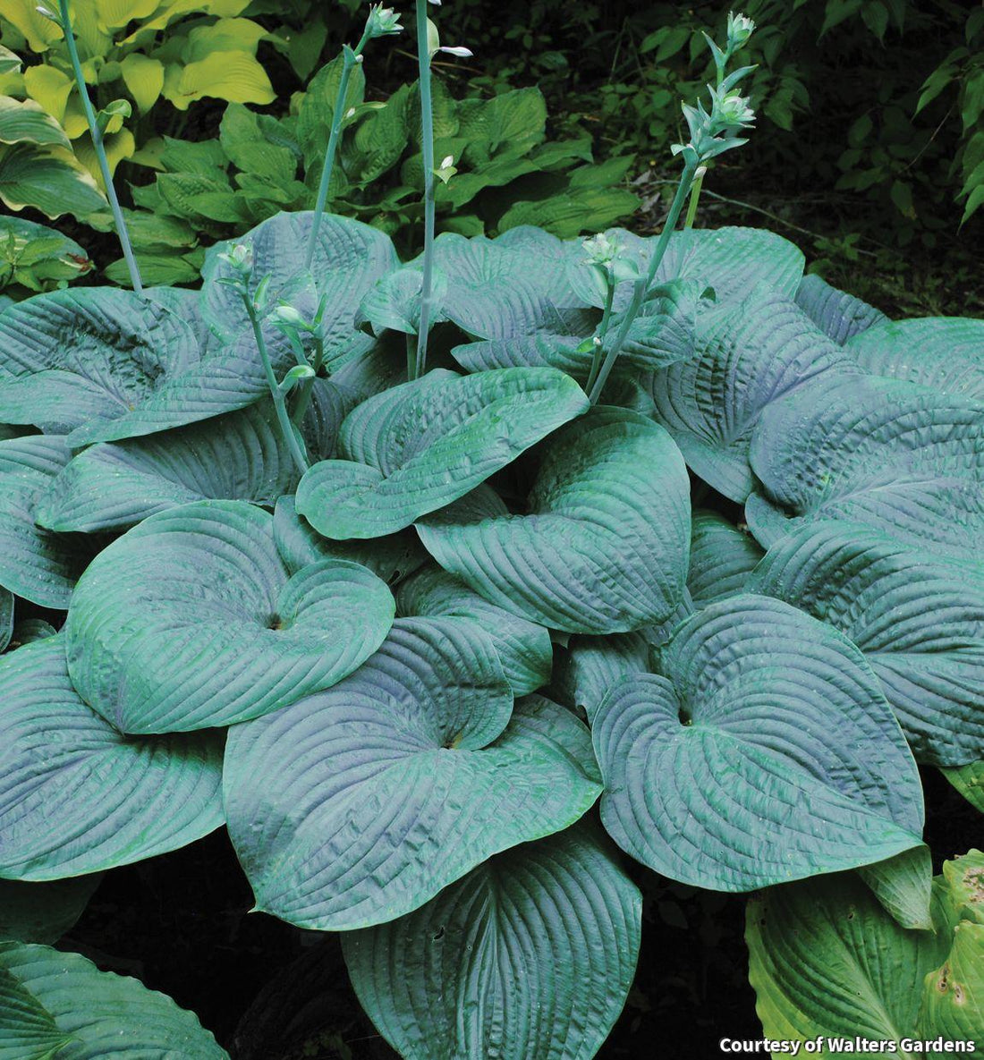 Giant hosta with thick, heart-shaped, puckered blue-green leaves