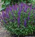 Compact salvia with dense upright spikes of violet-blue flowers