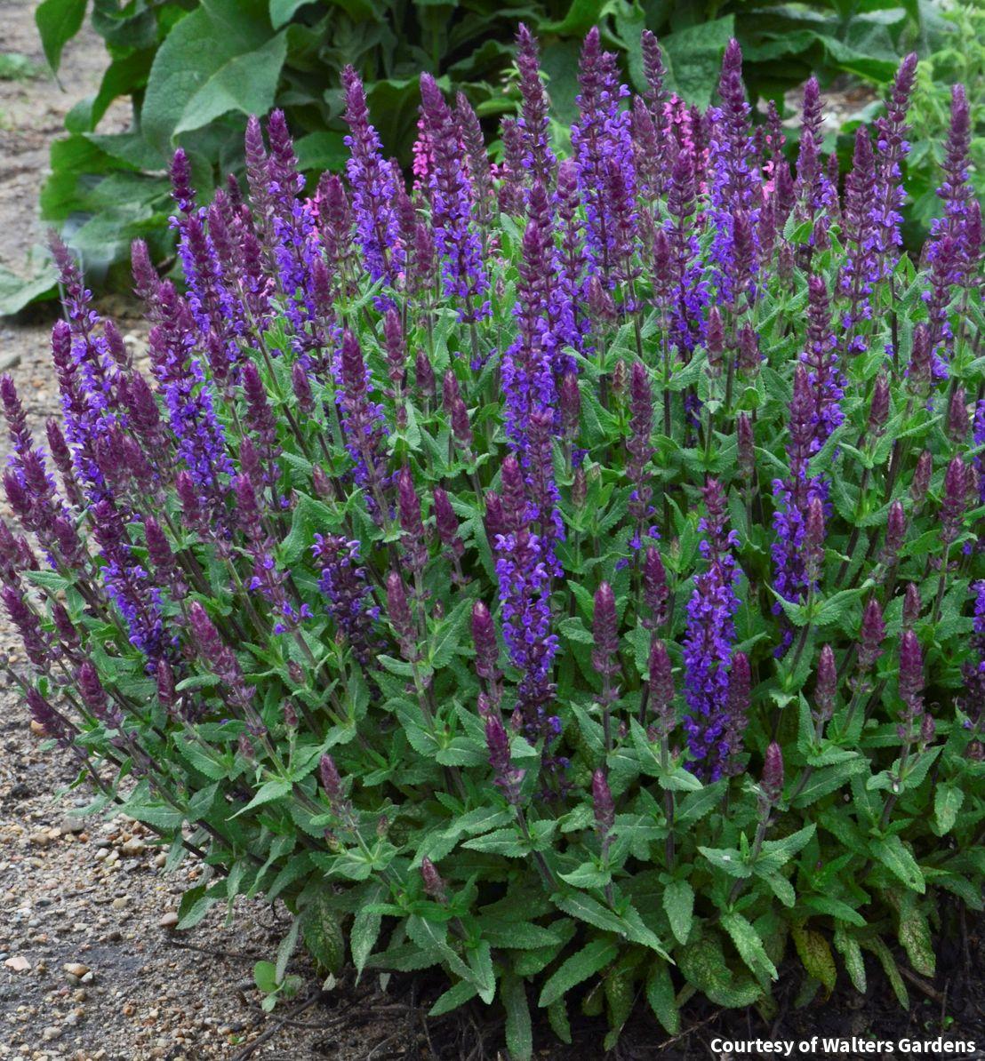 Compact salvia with dense upright spikes of violet-blue flowers
